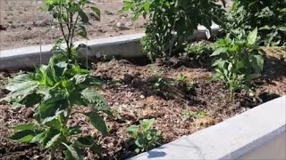 Drakes Raised Bed Garden Update June 26