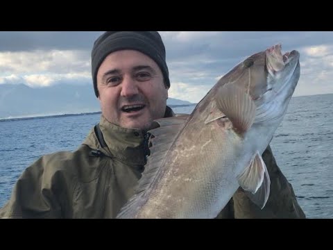 LAGOS AVI(5.250kg)- BEKLENMEDİK ANDA GELEN LAGOS!!! İSKENDERUN/HATAY