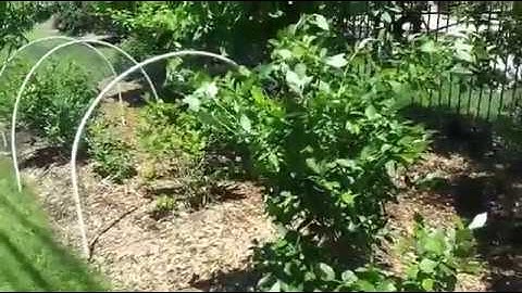 New Blueberry tunnel protection from birds