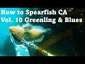 How to spearfish greenling  rockfish catch and cook