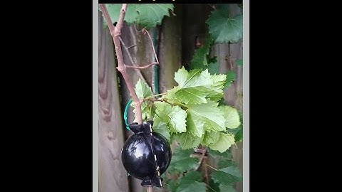 Muscadine Grape   Air Layer