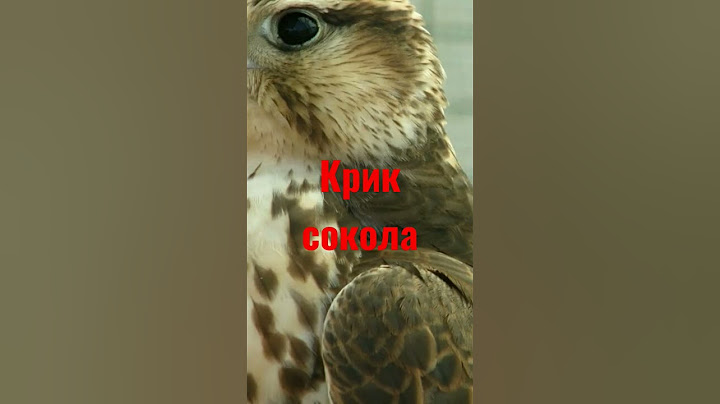 крик сокола #криксокола #звукиживотных #звук #animal #звуки #хищник #дикиеживотные