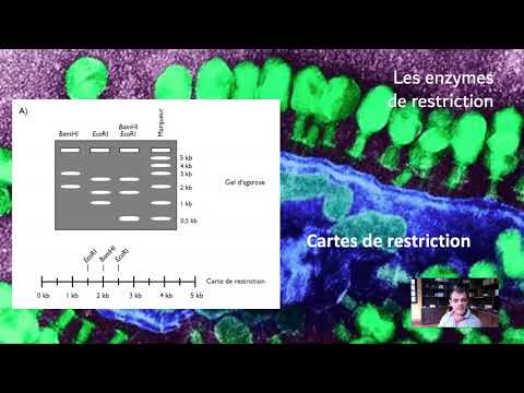 Vidéo: Comment les enzymes de restriction sont-elles utilisées lors de l'électrophorèse sur gel ?