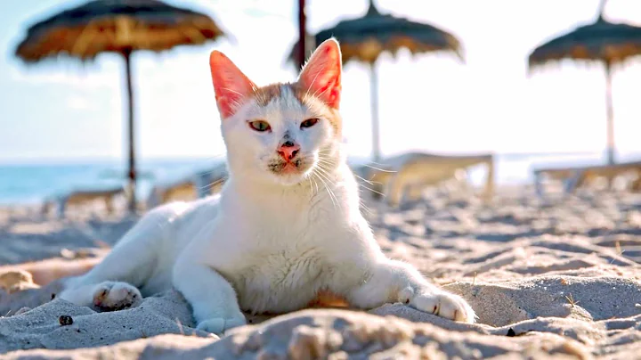 Video 11894351: cats kittens meowing compilation, kittens meowing compilation funny, kittens meowing compilation cute, baby cats