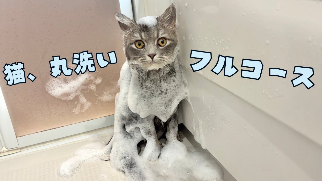 【猫のお風呂】アワアワからの…まさかのスイミング!? お風呂大好き猫の全力ルーティン | あたち日記#333 
