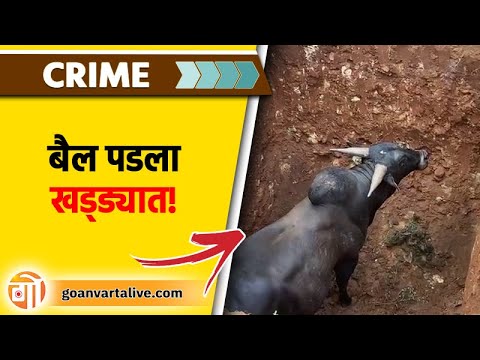 Bull Rescue Robot BULL RESCUE | खड्ड्यात पडलेल्या बैलाला अग्निशामक दलाच्या जवानांनी काढलं ...