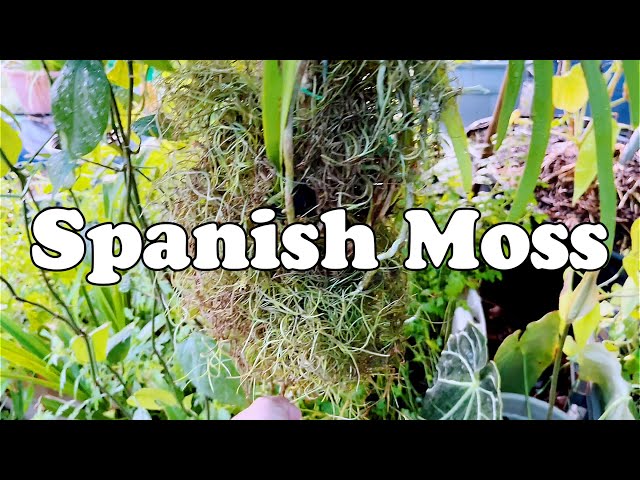 Use Spanish Moss with Houseplants 