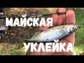 Майская уклейка .Мормышинг .