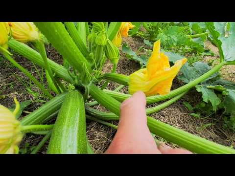 Wideo: Formowanie I Karmienie Roślin Ogórka