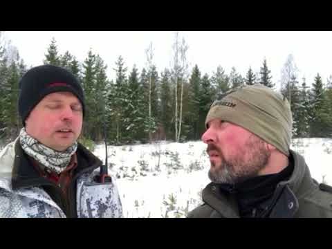 Video: Är rävhundar bra husdjur?