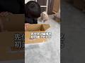 先住犬が嫉妬した #犬 #short #shorts # #dog #嫉妬する犬#マルプー#犬のいる暮らし