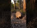 This Animal Poops CUBES?! 🧊💩 #wombat #cubepoop #marsupial #australianwildlife #animalscience