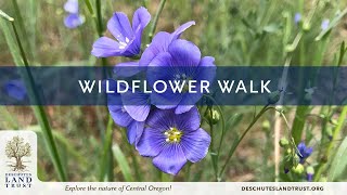 Early Spring Wildflowers of Central Oregon - Virtual Walk