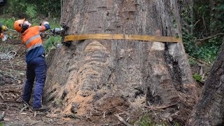 80m Tree Removal
