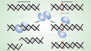 DNALC Short: Introduction to DNA Methylation