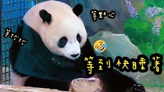 圓寶靠在網格門邊一直等，等到精神渙散快睡著|熊貓貓熊The Giant Panda Yuan Yuan and Yuan Bao|台北市立動物園