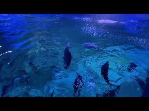 VLOG| Fun Day at WA Aquarium| Bhutanese Vlogger