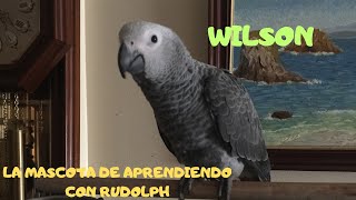 Loro yaco gris de cola roja hablando // Os presento a la mascota del canal Wilson un loro africano