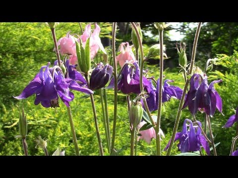 Videó: Aquilegia Vagy Vízgyűjtő