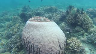 Freediving In Puerto Galera