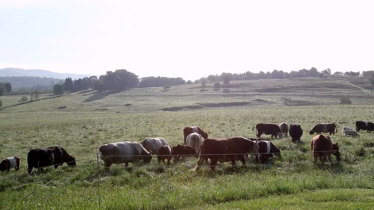 ButcherBox Grass Fed Beef