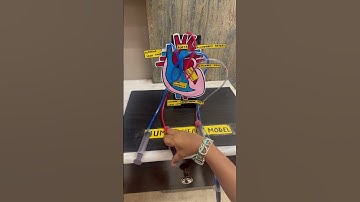Heart model school project #scienceproject #schoolproject