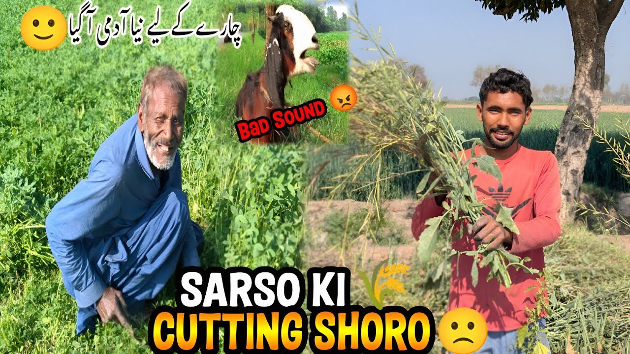 Sarso Ki Cutting Start 🌾 Goat Ka Sound Na Parashan kardyia 😡 نیا آدمی آگیا چارے کیلئے 🙂