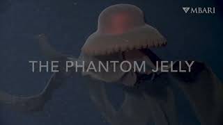 The Phantom Jelly with Soft Background score screenshot 2