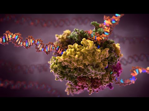 Video: DNA protein sentezini nasıl yönlendirir?