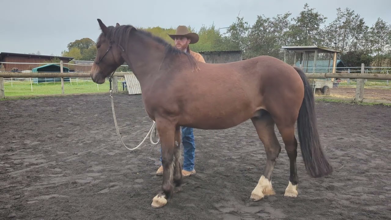 Pferden Angst nehmen: Sicherheit durch Kommunikation. Energie und Signale deuten lernen.