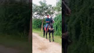 Marwari horse of punjab / maninder nehal / jatt studfarm