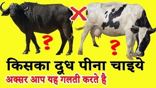 किसका दूध पीना चाहिए गाय का या भैंस का आपकी सेहत के लिए कौनसा है जरूरी ? | milk several Benifits