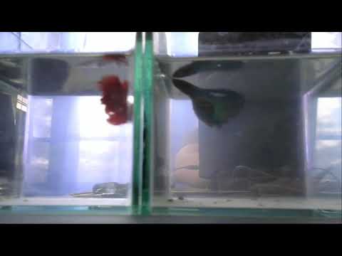 Video: Kakšna Je Združljivost Moškega Rib Z žensko Riba