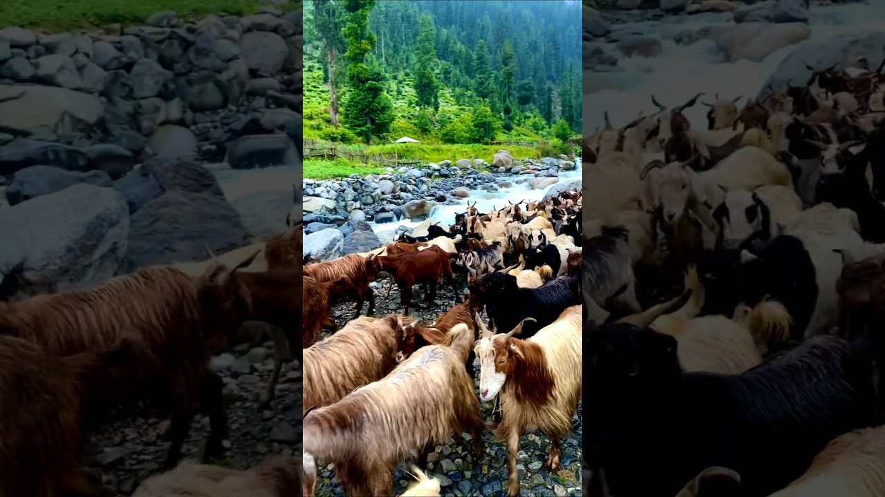 Magical Natural Place Of Swat Valley | 