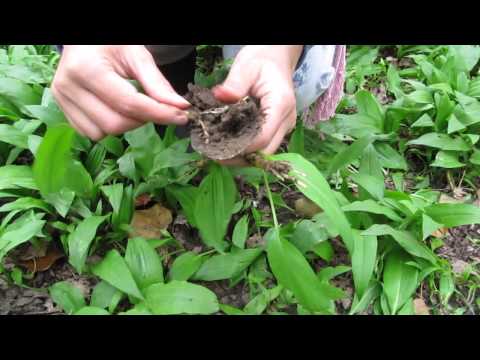 Video: Cebolla Oblicua O Ajo Silvestre De Jardín