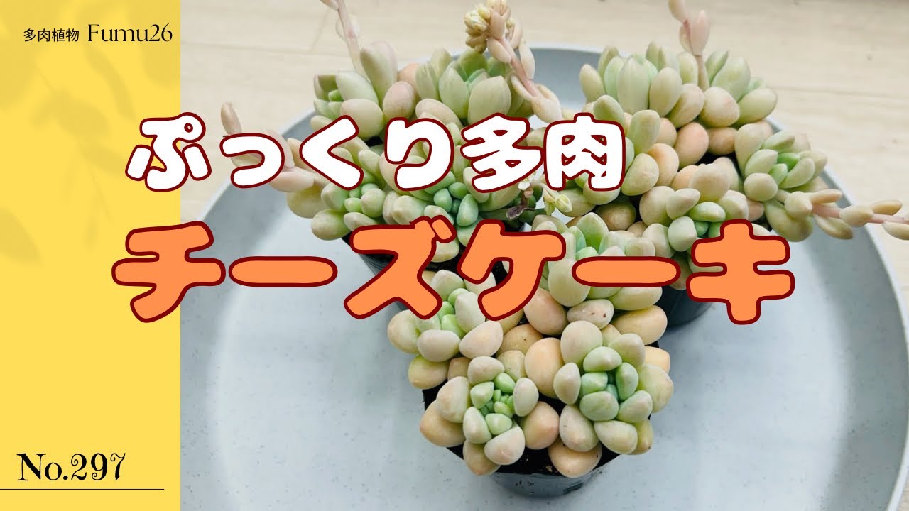 去年夏に植えたぷっくり多肉が上手く育たなかったので今度は上手く植え