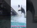 ルーナのキレッキレルーピングキック最高!! #Shorts #鴨川シーワールド #シャチ #kamogawaseaworld #orca #killerwhale