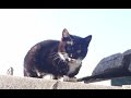 길고양이 울음소리 모음 -캣초딩 ~지붕위 길냥이 야옹 야옹 고양이 :cat crying