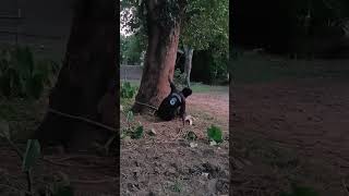 demna budi # santhali# comedy # videos