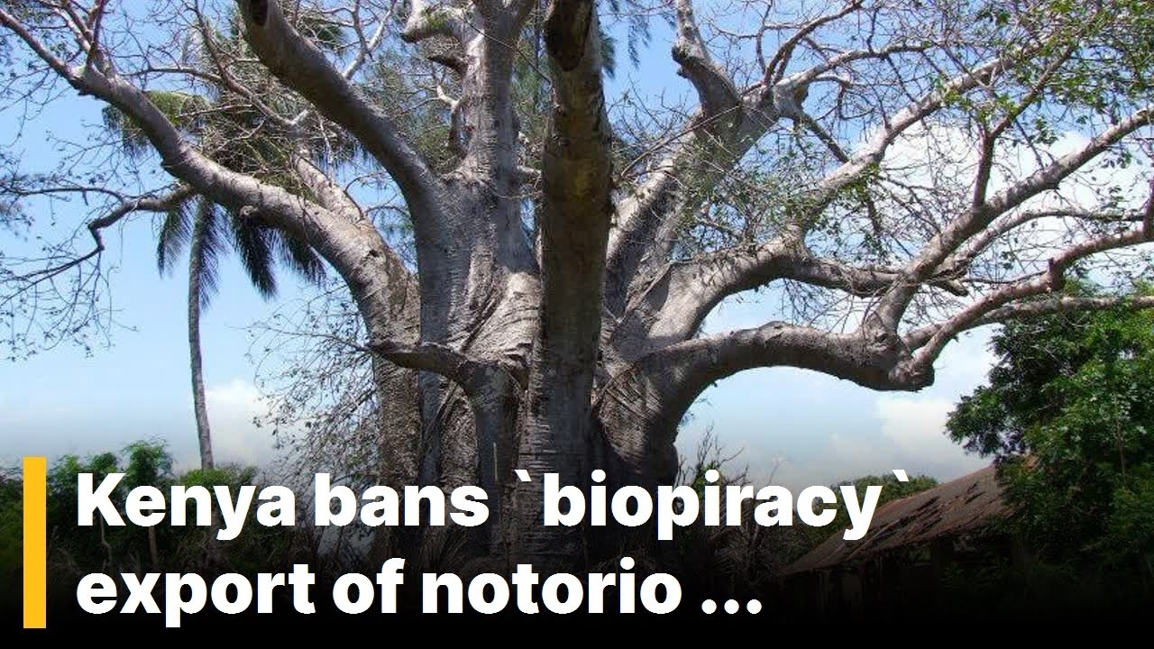 Emergency !!! / Kenya bans `biopiracy` export of notorious baobabs