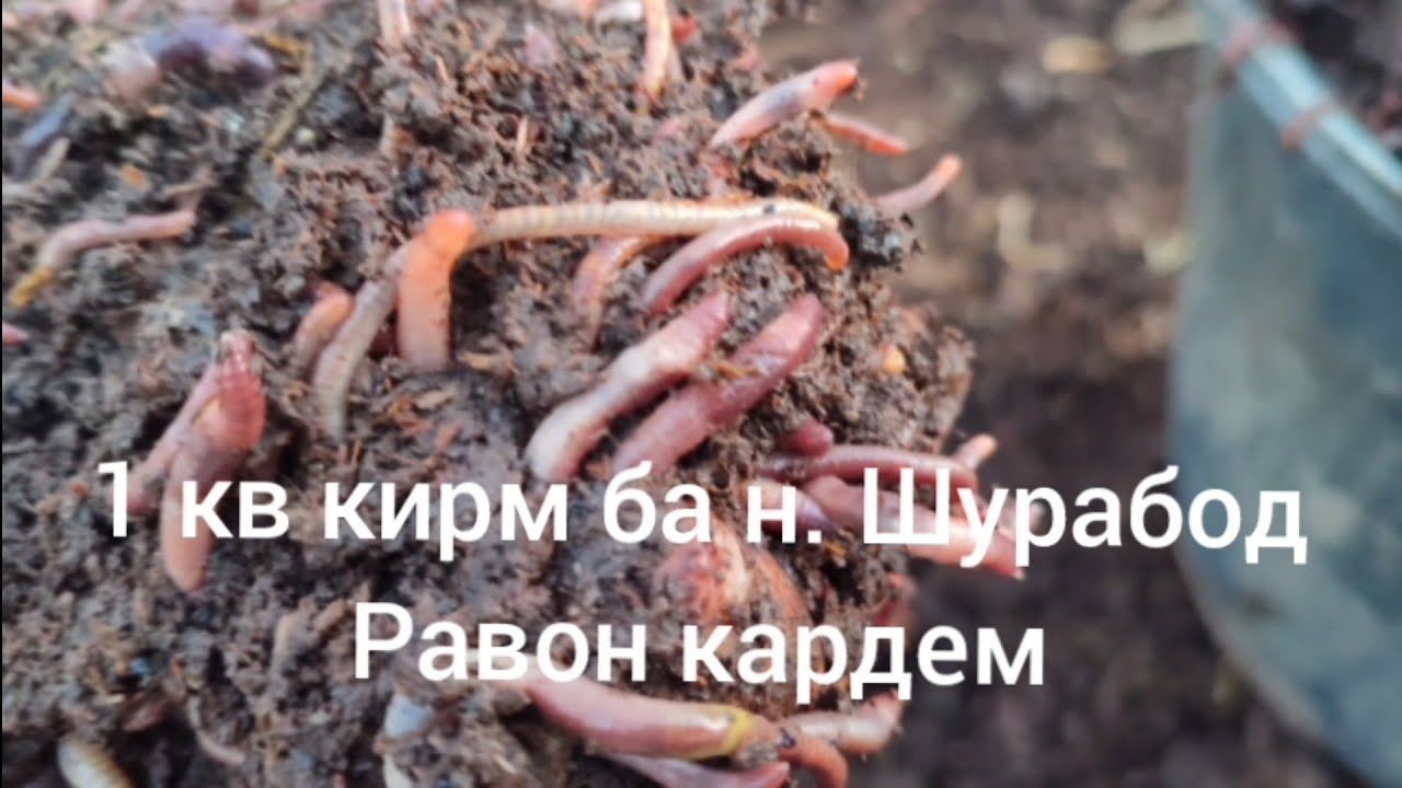 Кирмфуруши сар шуд 