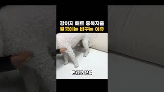 강아지매트 중복 지출로 돈 낭비 하지 않는 방법 #강아지매트 #시공매트 #매트시공 #강아지미끄럼방지매트 #강아지매트추천