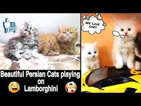 beautiful-and-adorable-persian-kittens-playing|cutenest-overloaded|-indian-homepets,-hyderbad-fusion