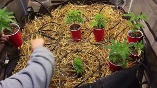 No Till 1 (drip system, transplaning)