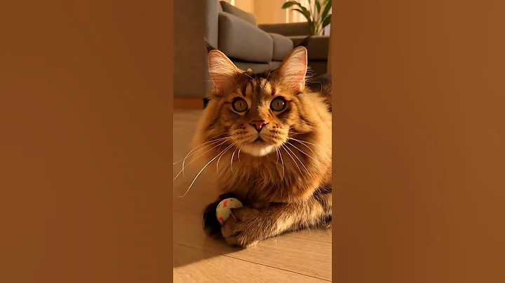 Video 11761851: mainecooncat mainecoons, mainecoon cutecat catlover, fluffy maine coon, maine coon playing, adorablecats cutecat