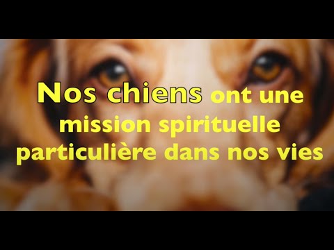 Vidéo: L'importance des chiens dans nos vies