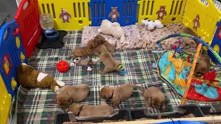 Premiere Roux Dogue de Bodeaux Puppies  27 Days