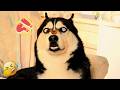Funniest Pets Videos 2026 Cats And Dogs Compilation Funniestvideo 