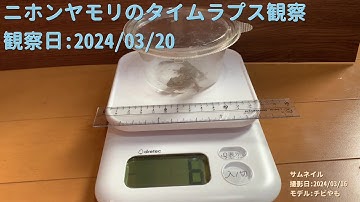 【For Work】 RPi-Cam-Web-Interfaceを使ったテスト（Timelapse） 2024年03月20日