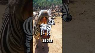 Bu Zebra Çok Tehli̇keli̇
